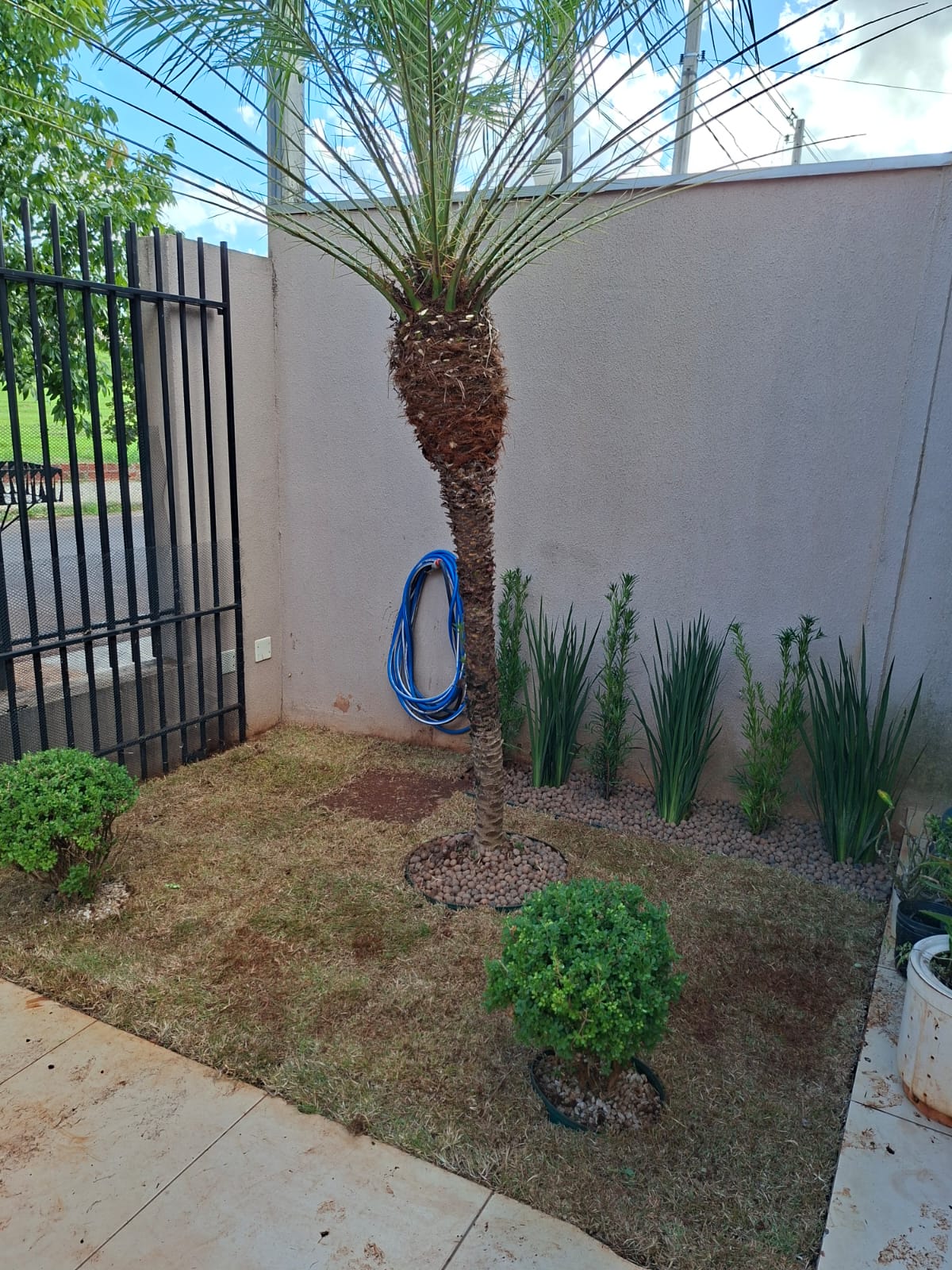 Jardim com palmeira phoenix