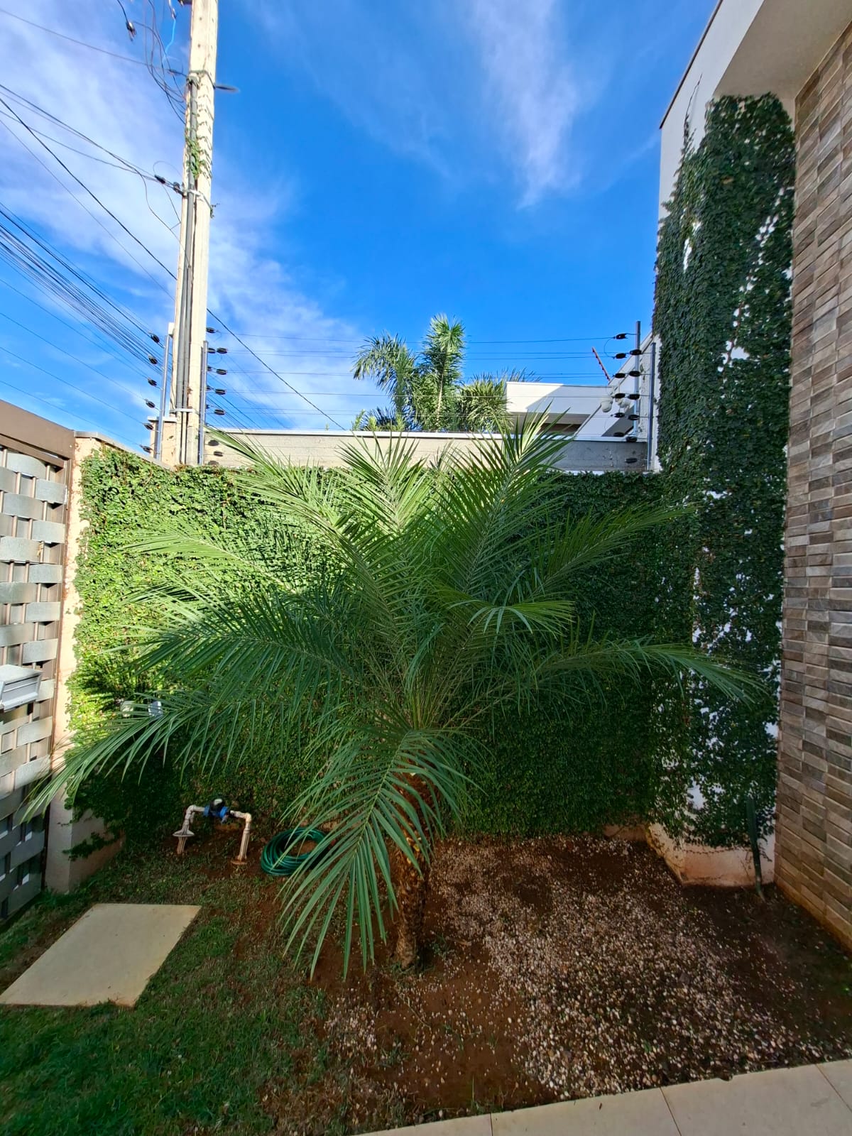 Jardim com palmeira e parede verde