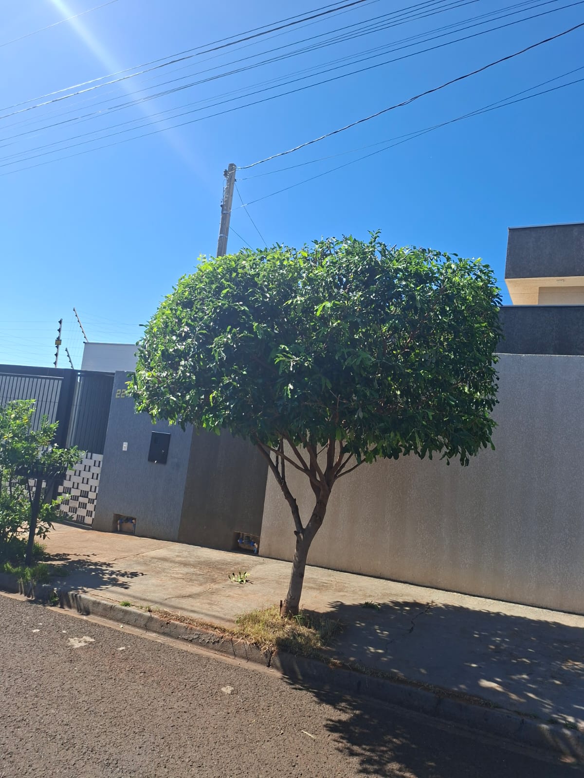 Árvore com poda ornamental